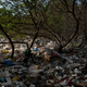 Mangroves full of plastic garbage in the Philippines.